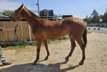 �ǵ���� ����