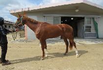 �������� (BROWN JACKPOT) ����