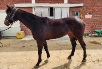 ��Ʈ���� (BEAT BOY) ����