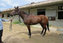 ��񸶸� (DAEBI MAMA) ����