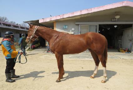 ���긮Ÿ�� ����