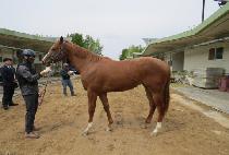 �׷���Ʈ�轺 (GREAT SOCKS) ����