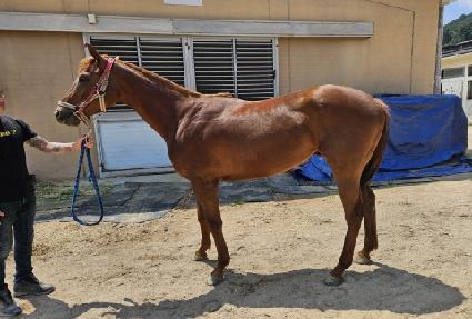 ���������̾� ����