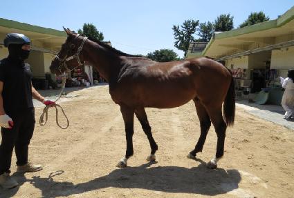 �ɶ��뽺 ����