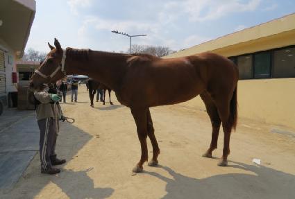 ����Ƽ���� ����