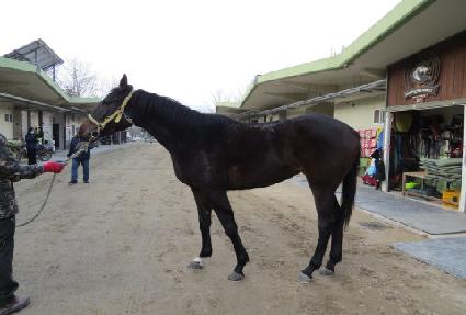 ���������� ����