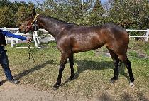 ������ (SAENAE HILL) ����