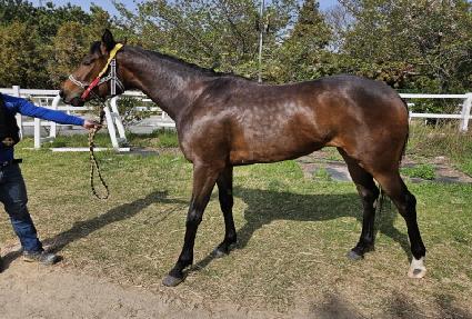 ������ ����