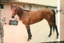 �η����� (LORELAI) ����