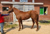 �����Ĺ (WORLD VICS CAT) ����