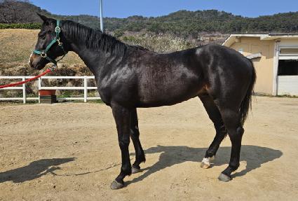 ���ƽý�ŷ�� ����