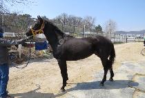 ���̾����� (DIA JILJU) ����