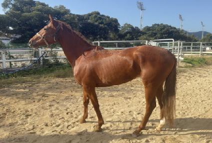 ���������� ����