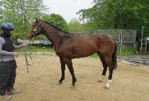 �Ƴ� (HONOR) ����