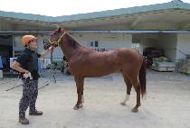 �׷���Ŀ���� (GRAND COURAGE) ����