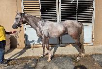 �н�Ʈ���� (FAST WIND) ����