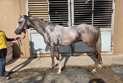 �н�Ʈ���� ����