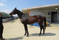 �ӽ�ŶŬ���� (MUSKET CLEAVER) ����