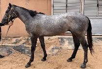 �ݼ� (GEUMSEONG) ����