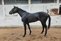 �Ѱ���� (HANGANG BRAVO) ����