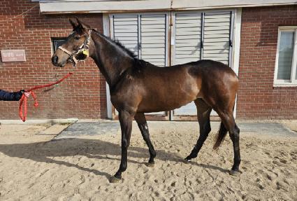 ���ɿ��ε� ����