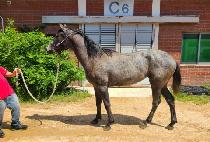 ���ϴ�� (MACH DASH) ����