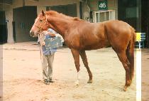 ���� (SUN DAL) ����