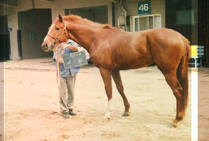 ���� ����