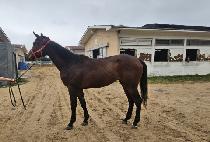 �۷����� (GLADY MORE) ����