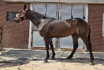 �긮���� (BREEDO SOL) ����