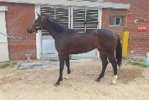 ������Ŀ (QUEEN MAKER) ����