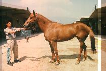 ������ (NO PEUN EUM) ����