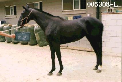 �޺� ����