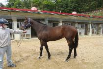 ������� (RAON FORCE) ����