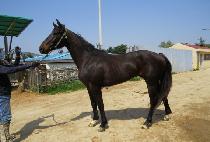 ����Ʈ��ġ (BEST PITCH) ����