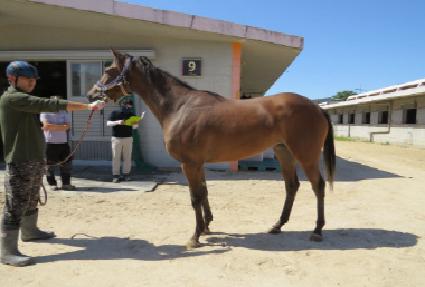 �����ѷ�ü�� ����