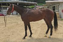 �������̾� (ENDING FIRE) ����