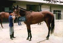 �������� (JIN GOON NA PAL) ����