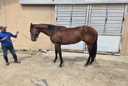 ����� ����