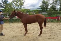 ���꺼Ʈ (NAMSAN VOLT) ����