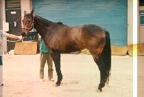 ������ (HYENG JAE SUM) ����