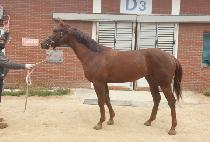 ���ǵ���� (SPEED BUMP) ����