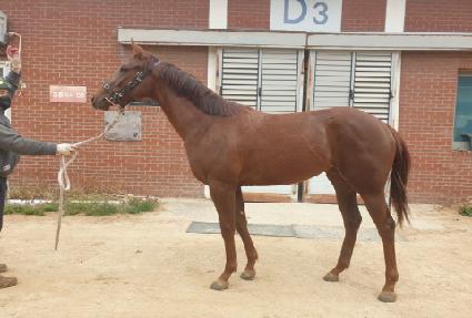 ���ǵ���� ����