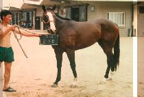 �ƽø� (MAXIMUM) ����