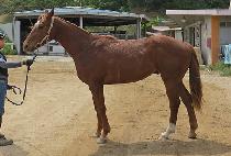 �Ŀ����̿� (POWER PALIYEONG) ����