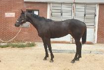 �Ŀ�Ǯ�� (POWERFUL RUN) ����