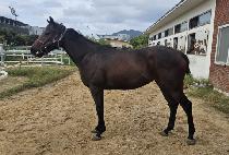 �ɷ������ (CARIBBEAN STORM) ����