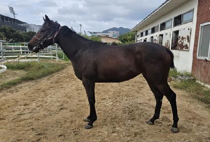 �ɷ������ ����