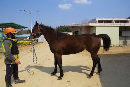 ���帲 ����