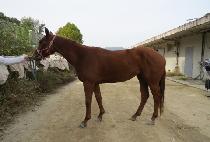 ���̿������� (JS LOVE) ����